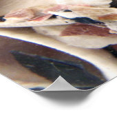 貝殻 ポスター (角)