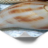 貝殻 ポスター (角)