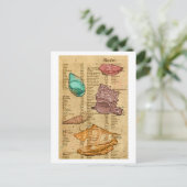 貝殻 ポストカード (スタンド正面)