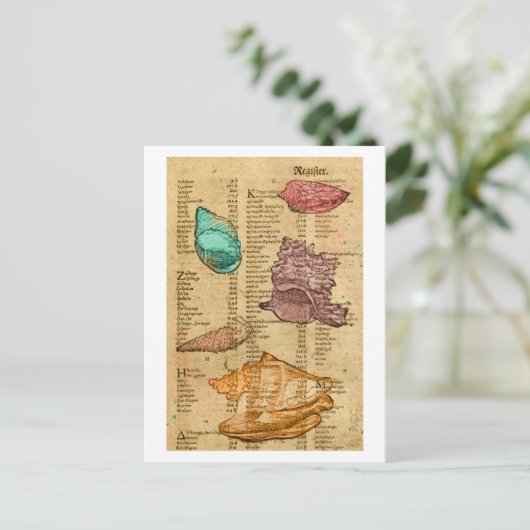 貝殻 ポストカード (スタンド正面)