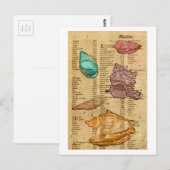 貝殻 ポストカード (正面/裏面)