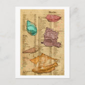 貝殻 ポストカード (正面)