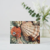 貝殻 ポストカード (スタンド正面)