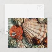 貝殻 ポストカード (正面/裏面)