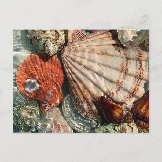 貝殻 ポストカード (正面)