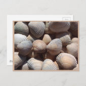 貝殻 ポストカード (正面/裏面)