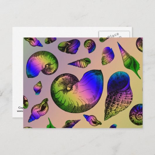 貝殻 ポストカード (正面/裏面)