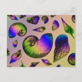 貝殻 ポストカード (正面)