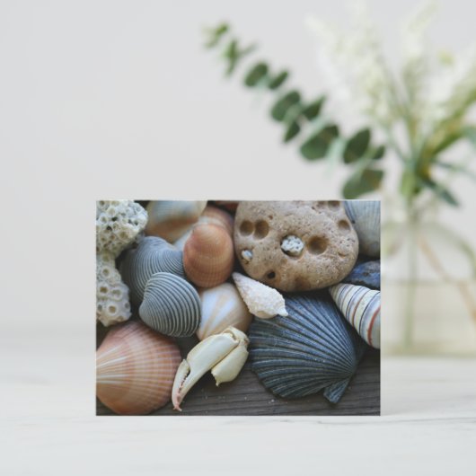 貝殻 ポストカード (スタンド正面)