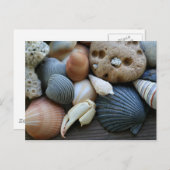 貝殻 ポストカード (正面/裏面)