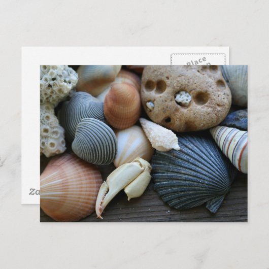 貝殻 ポストカード (正面/裏面)