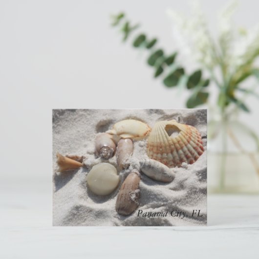 貝殻 ポストカード (スタンド正面)