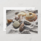 貝殻 ポストカード (正面/裏面)