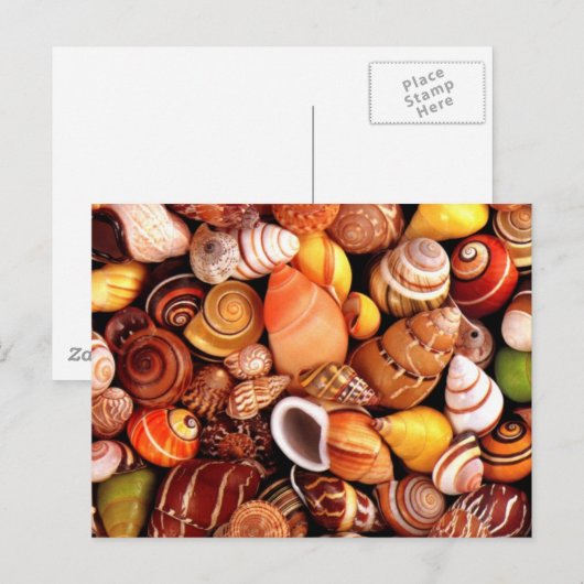 貝殻 ポストカード (正面/裏面)