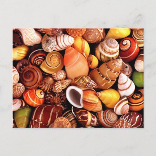 貝殻 ポストカード (正面)