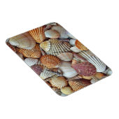 貝殻 マグネット (右側)