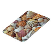 貝殻 マグネット (左側)