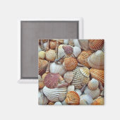 貝殻 マグネット (正面/裏面)