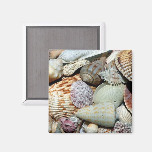 貝殻 マグネット (正面/裏面)