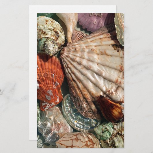 貝殻 便箋 (正面/裏面)