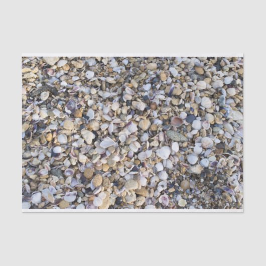 貝殻 薄葉紙 (正面)