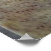 貝殻nautilus ポスター (角)