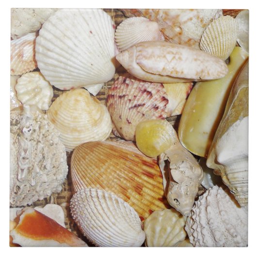 貝瓦 タイル (正面)