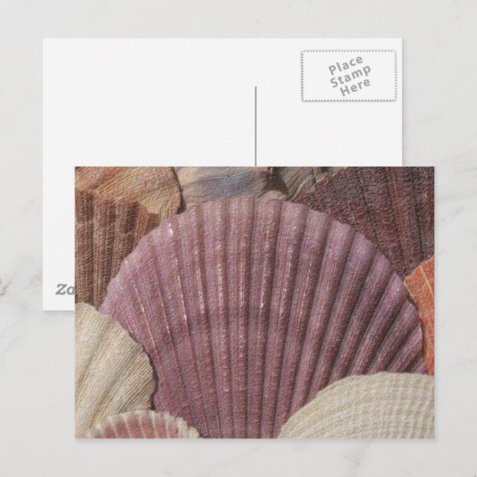 貝葉書 ポストカード (正面/裏面)