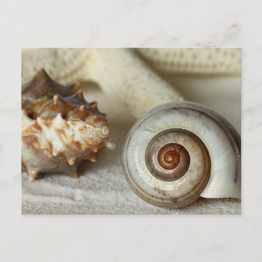 貝類とヒトデビーチ葉書 ポストカード (正面)