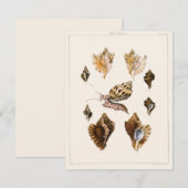 貝類と海綿、古風な海洋生物 (正面/裏面)