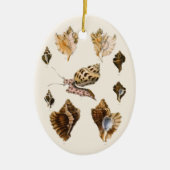 貝類と海綿、古風な海洋生物 セラミックオーナメント (正面)