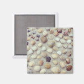 貝類のコレクション マグネット (正面/裏面)