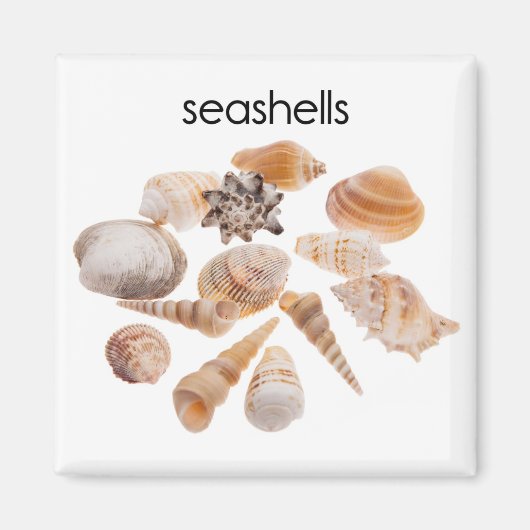 貝類冷凍機マグネット マグネット (正面)