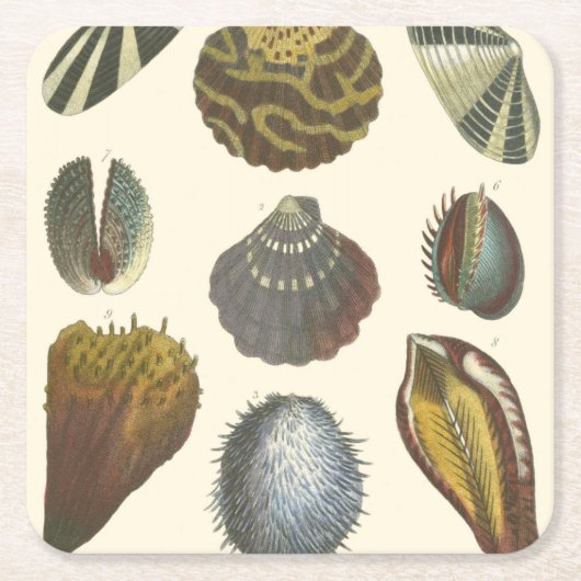 貝類学のコレクション スクエアペーパーコースター (正面)