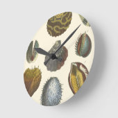 貝類学のコレクション ラウンド壁時計 (傾斜)