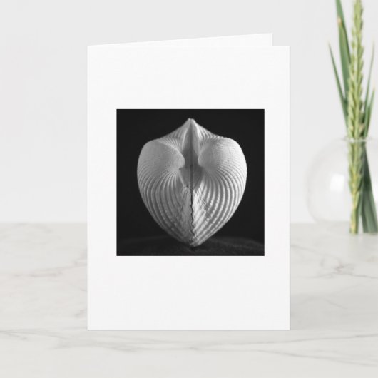 貝 カード (正面)