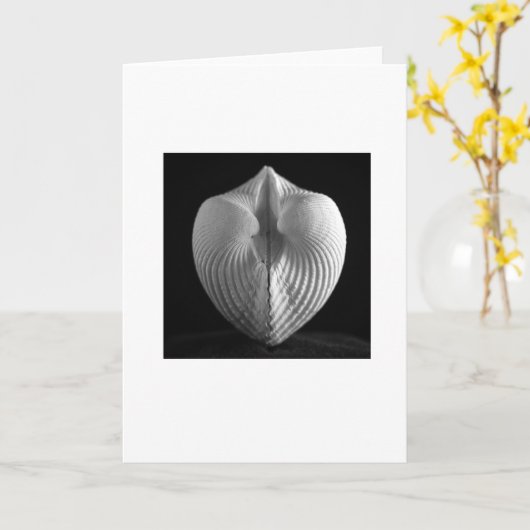 貝 カード (黄色い花)