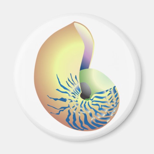 貝 マグネット (正面)