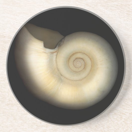 貝-貝類学-オウムガイ コースター (正面)
