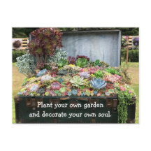 財宝箱の多肉類