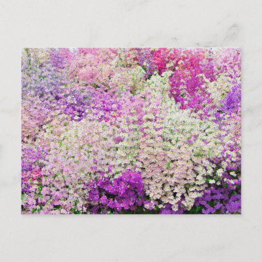 貧しいカラフル人のランの塊 ポストカード (正面)