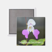 貧乏人の蘭の植物磁石 マグネット (正面/裏面)