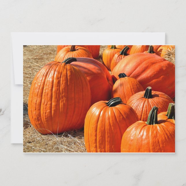 販売のカボチャ (正面)