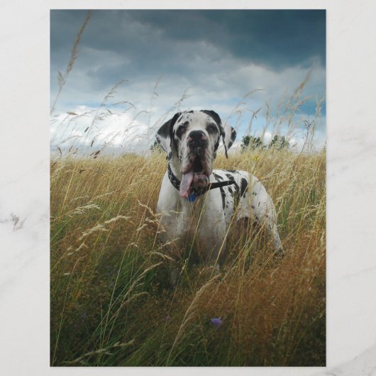 販売者ポスター チラシ (裏面)