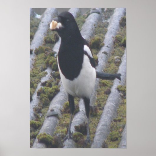 貪欲なマグピープリント ポスター (正面)