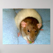 貪欲ねずみポスター ポスター (正面)