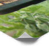 貪欲グリーンフィンチプリント ポスター (角)