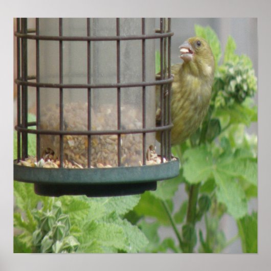 貪欲グリーンフィンチプリント ポスター (正面)