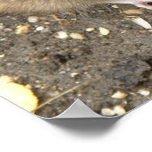 貪欲ネズミプリント ポスター (角)