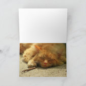 買贈り物か昼寝子猫 カード (内部)